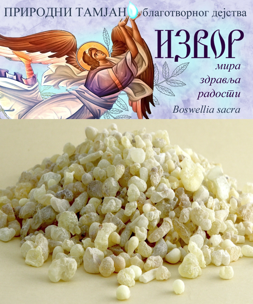 Тамјан Извор - Boswellia sacra - Оман